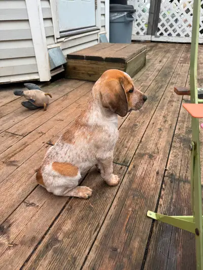 Black and Tan coonhound x Red Healer, View more