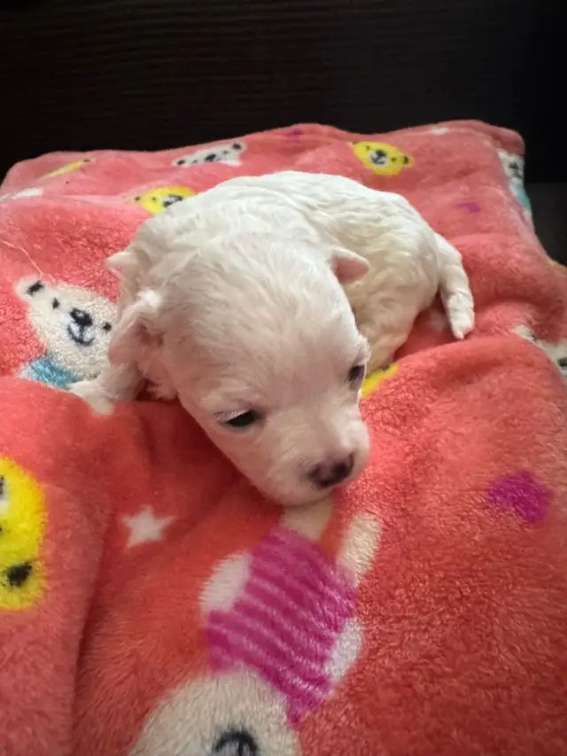 Purebred Maltese Puppies For Sale in Dogs & Puppies for Rehoming in Oshawa / Durham Region - Image 6