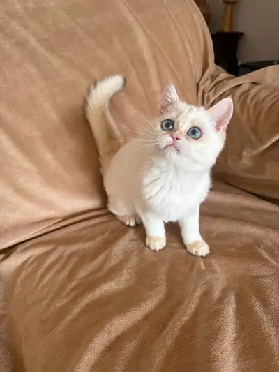 British Shorthair Golden Lilac Colorpoint male kitten, View more