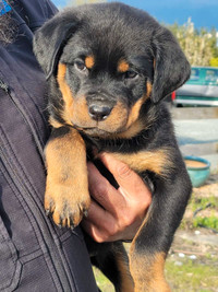 Rottweiler stocky build puppies- Ready to GO