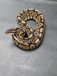 **PET ONLY** PYTHON ROYAL JEUNE/PETIT