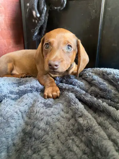 Hello everyone once again we're back and happy to announce the newest litter from TheDachshund.6 We...