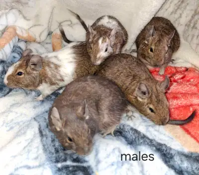 Young male degu, $75 per pair, View more
