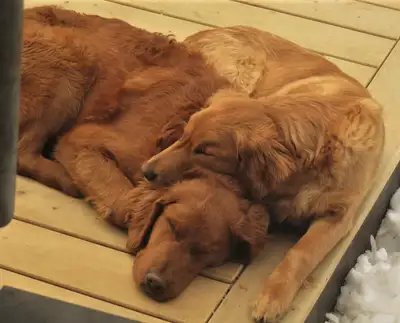 Two Red Golden Retriever mixes. Neutered male and unspayed female siblings. Very good around childre...