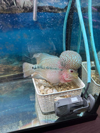 Kamfa f3 flowerhorn 