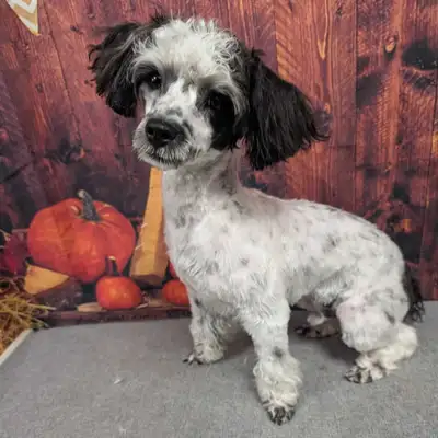 miniature poodle, View more