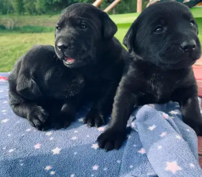 Chiots labradors disponible pour adoption, View more