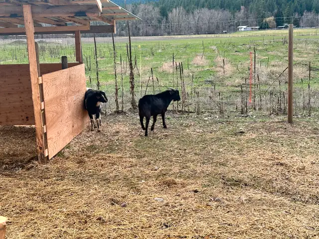 2 Gorgeous Alpine Mix Bucks in Livestock in Penticton - Image 3