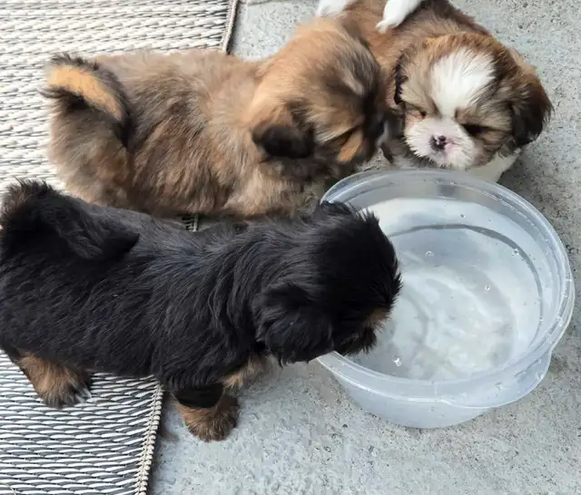 Ready to go Full Shih tzu  NO Deposit required in Dogs & Puppies for Rehoming in Edmonton - Image 3