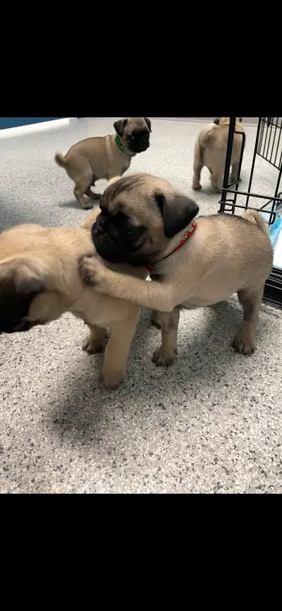 Pug Puppies only 1 left, View more