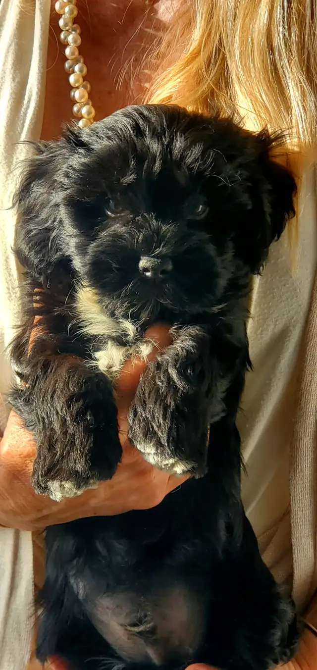 Purbred Havanese Puppies, CKC in Dogs & Puppies for Rehoming in Mississauga / Peel Region - Image 4