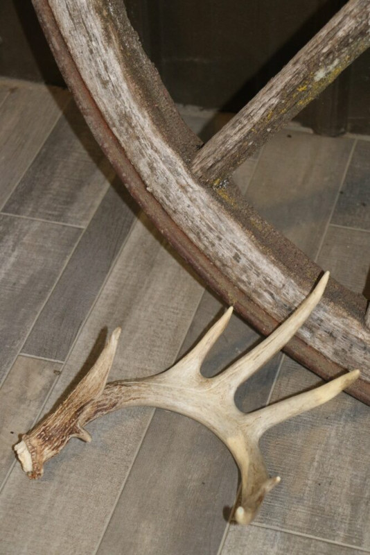 Deer shed antler collection in Arts & Collectibles in Vernon - Image 3