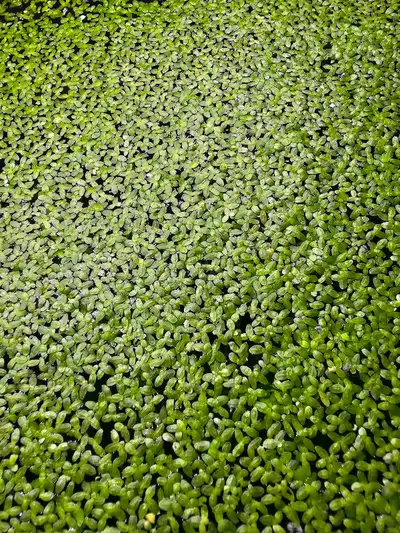 Aquarium water lettuce, View more