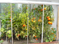 swap tomato plants for strawberry plants