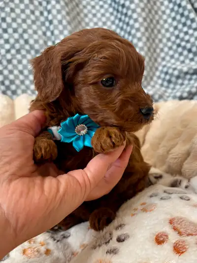 Goldendoodle miniature DEEP RED F1BB, View more