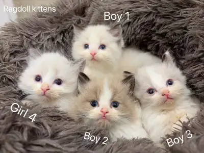@ Blue eyes doll face Ragdoll kittens @, View more