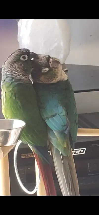 couple reproducteur et 5 bebe conure a vendre, View more