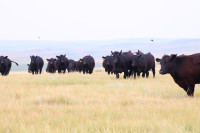 Fancy black bred heifers
