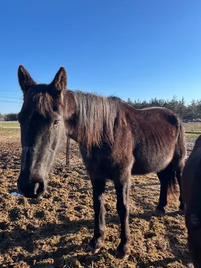 Percheron/Tennessee walker horse, View more