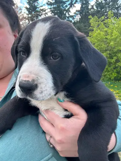 Puppies for Sale. Farm dogs, View more