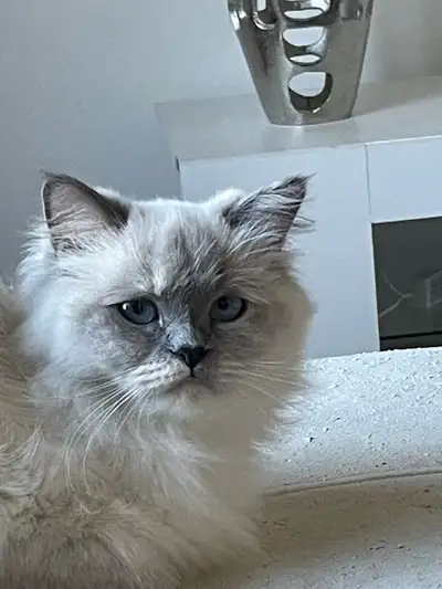 Beau chat femelle hymalayen âgée de 3 ans très affectueuse ces avec regret que je dois la vente car...