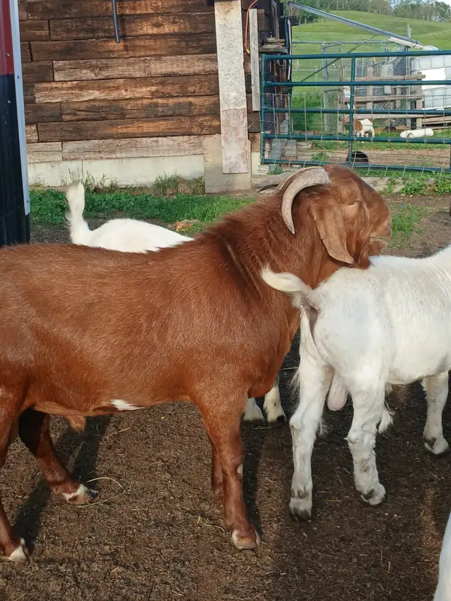 Boer Doeling Goats.  These female goats were born April 7 - 17. in Livestock in Lloydminster - Image 11