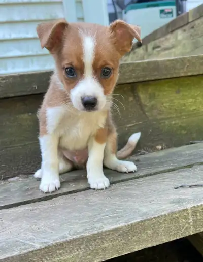 sheltie/pug cross puppies 289-271-9313, View more