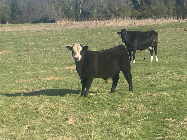 Black baldy bull  in Livestock in Trenton