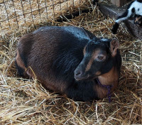 Nigerian dwarf goat Doe and two buckling 