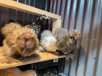 douzaine d’œufs féconds de poules soyeuses ! sur demande