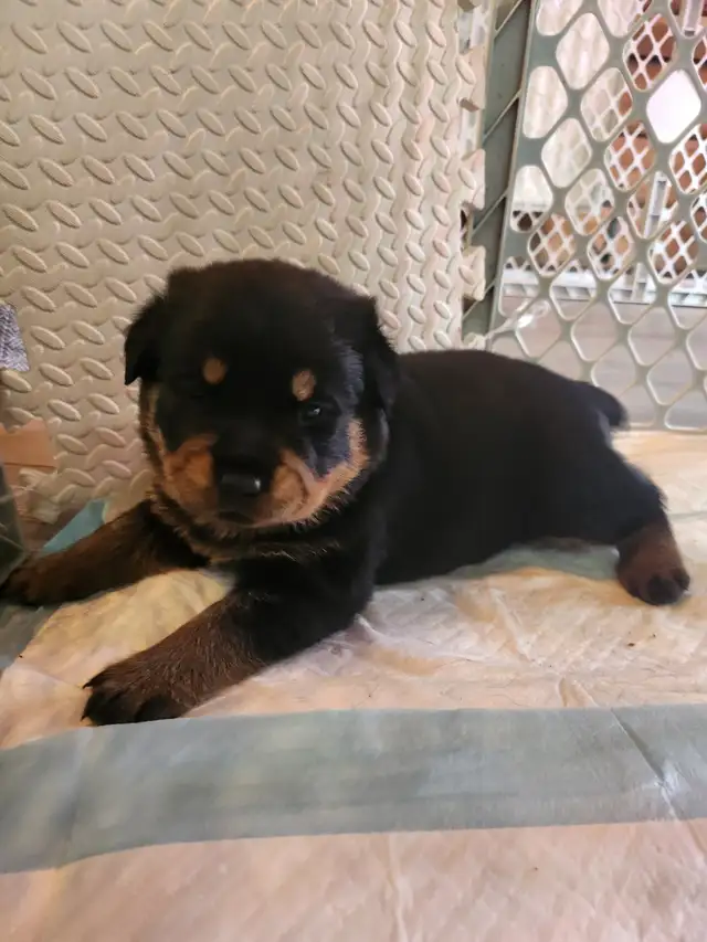 Purebred German Rottweiller puppies in Dogs & Puppies for Rehoming in Oshawa / Durham Region - Image 9
