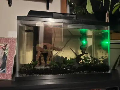 fully set up 20g fish tank, View more