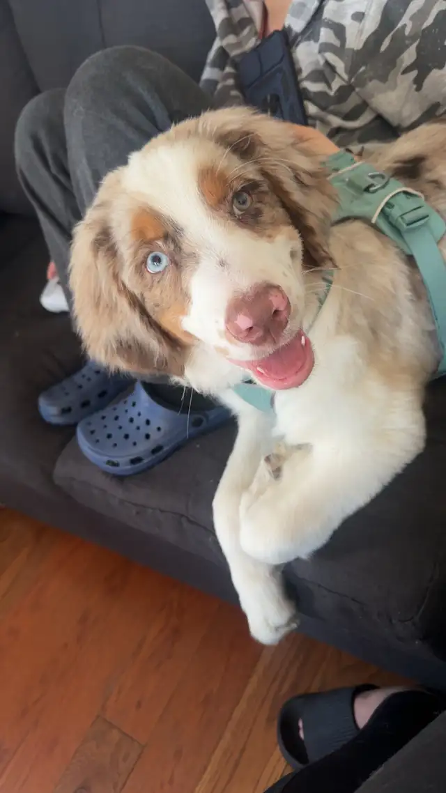 berger australien x in Dogs & Puppies for Rehoming in Drummondville - Image 3