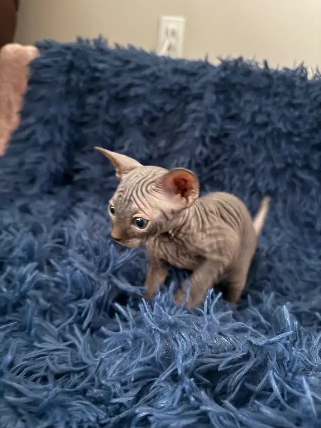 Sphynx Kittens Looking for Loving Homes  in Cats & Kittens for Rehoming in St. Albert - Image 8