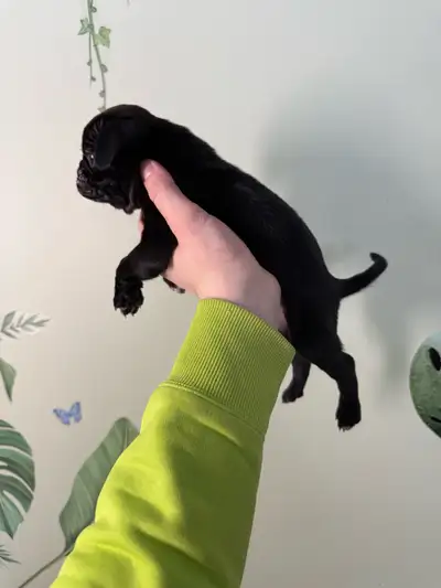 Pug puppies black male, View more