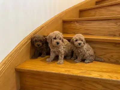 Minature Poodle Pups for Sale!, View more
