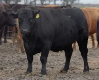 Looking for finished steer (not my picture), View more