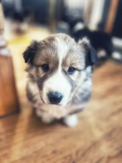 Meet "Cairo"! If there ever was a perfect little boy pup, this is it! He is the golden mix of all th...