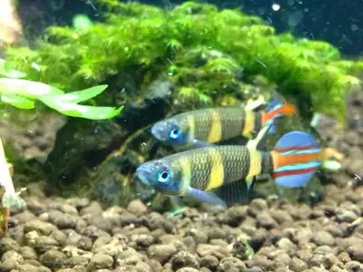 Clown killifish, View more