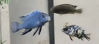 cichlids for sale, View more