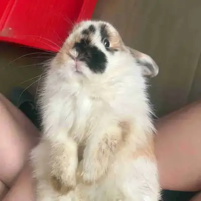 Smores — American Fuzzy Lop bunny (5 months), View more