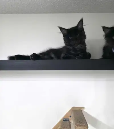 Maine Coon Kittens, View more