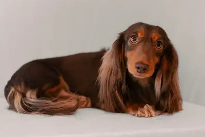 Registered Miniature Longhair Dachshund, View more