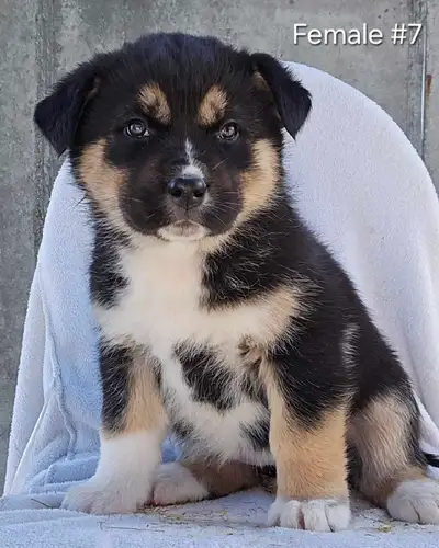 ✨️ 2 Female Puppies Left!✨️ Siberian Husky x Saint Bernese, View more
