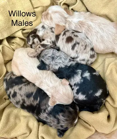 *****COCKAPOOS*****, View more