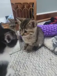 4 kittens ready to go. Update 2 left