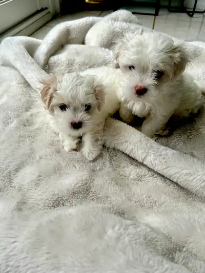 Adorable 8-week Maltipoo Puppies Ready For Their New Homes!, View more