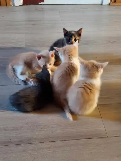 Bébé chat, View more