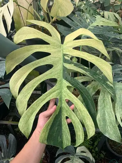 Vente Special sur nos plantes rare: Monstera et autres, View more