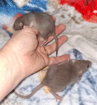 Two itty bitty russian blue rats, both females, View more